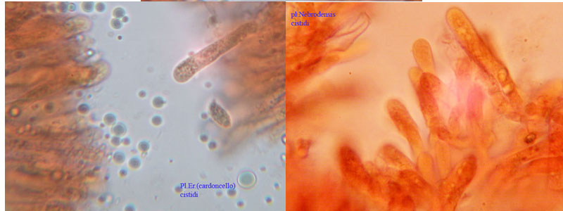 l''oro delle Madonie: P. nebrodensis (u funciu ri basiliscu)